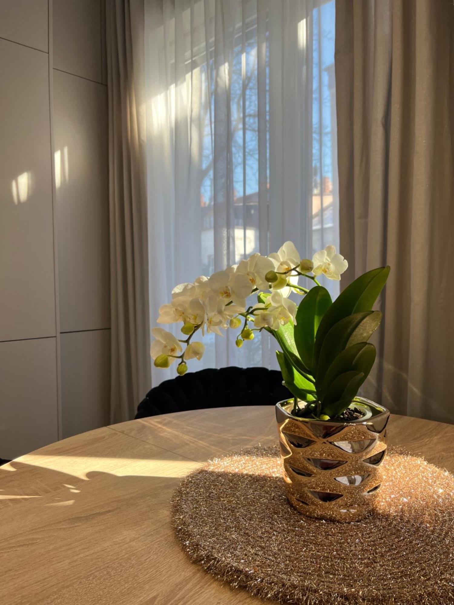 Apartament Kaszmirowy ビエルスコ・ビアバ エクステリア 写真